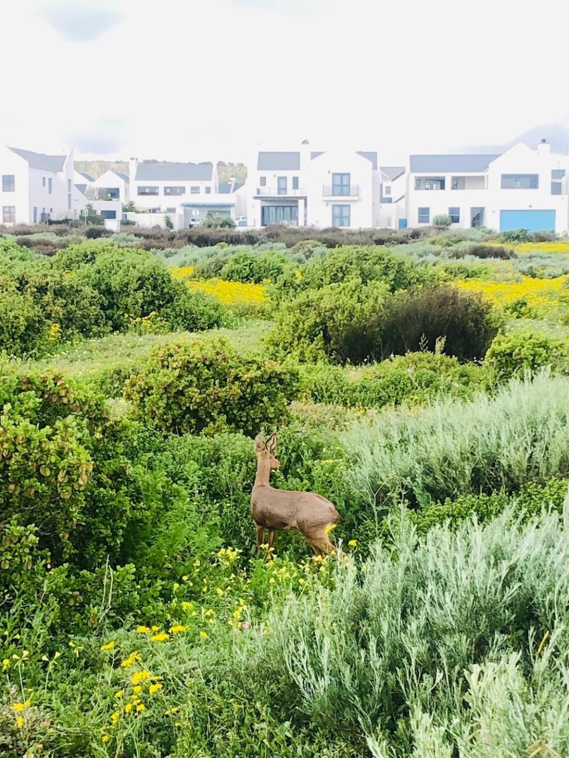 Clam Lagoon Langebaan Eksteriør bilde